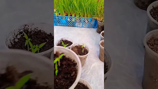 5.12.22.Помидоры огурцы, вот такие молодцы! 😉 смотреть онлайн