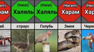 Список халяльного и харамного мяса животных в исламе