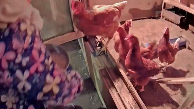 Дочка и Папа кормят курочек и кроликов // катаются на горке //Жизнь в деревне смотреть онлайн