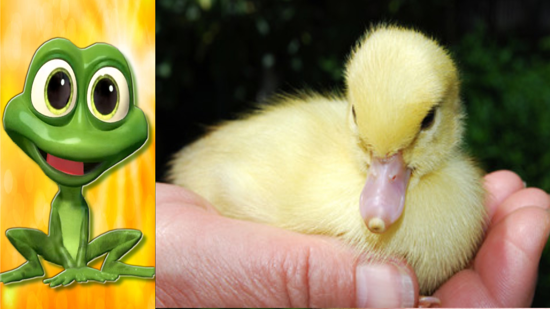 Мама утка принесла четырнадцать утят и другие новости с птичьего двора.