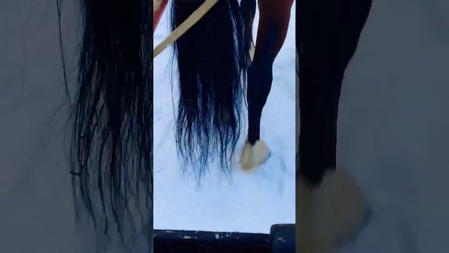 Катание на санях #зима #зимний_лес #лошади #кони #сани смотреть онлайн