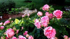 ✿➽ Роза Кимоно в нашем саду 18.07.17