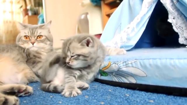 Почему коты любят спать на людях? смотреть онлайн