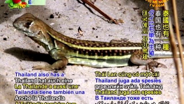 Like Mother Like Daughter:New Found Self-Cloning Lizard in Au Lac смотреть онлайн