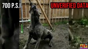Cane Corso vs French Mastiff | Cane Corso vs Dogue De Bordeaux | Powerful Guard Dog | Billa Boyka |