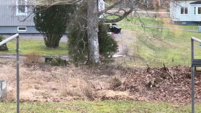 Норвежская кошка Соня; Norwegian forest cats; Norskskogskatt смотреть онлайн