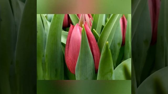 Выгонка тюльпанов на 14 Февраля 2020. Сорта Jumbo pink, De Dijk, Lap top, Striped flag, Pink flag смотреть онлайн