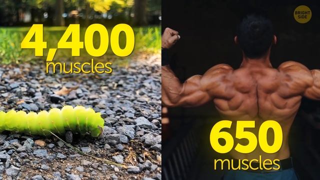 100 Short Body Facts That'll Make You Go 'Oooooh!' смотреть онлайн