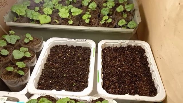 Декабрь. Комнатные цветы из семян. смотреть онлайн