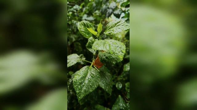 Nature: Rainy slash from the Hibiscus... смотреть онлайн