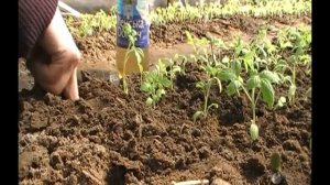 Сад и огород Выпуск 019 Пикируем помидоры в теплице