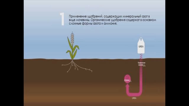 Карбамид или аммиачная селитра? Превращение в почве и потери азота. смотреть онлайн