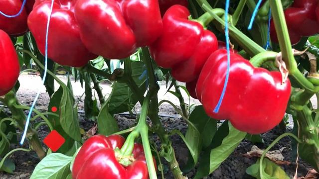 Сочный перец от Enza Zaden - Банкерс F1