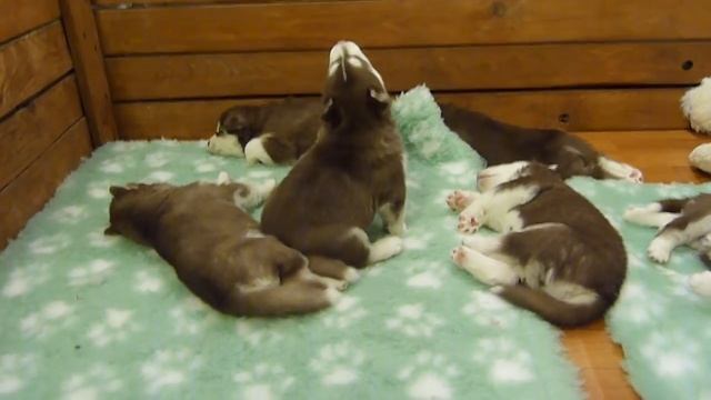 Песня молодой волчицы. Беллами. For Licensing Or Usage, Please Contact Licensing@viralhog.com