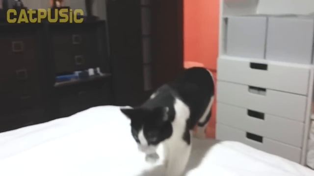 CatDog. It's a cat or a dog? смотреть онлайн