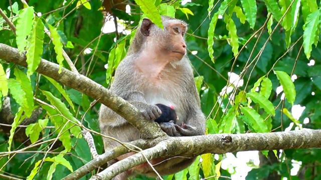 New baby born Anita give full milk, wean much harder on tree, mom still tired that need more food смотреть онлайн