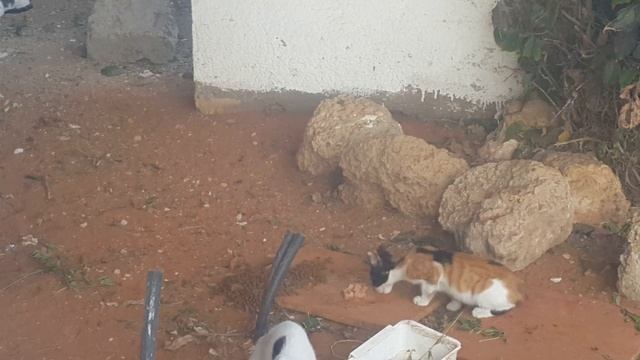 Кормите люди кошек.Они крыс ловят. смотреть онлайн