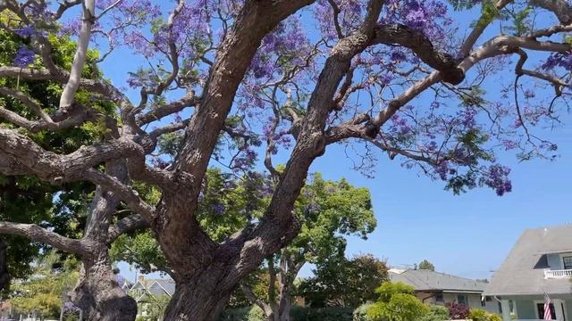 Как провести выходной на острове Коронадо? Сан-Диего / Kristya.Vovan смотреть онлайн