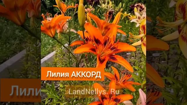 Лилия "Аккорд" смотреть онлайн