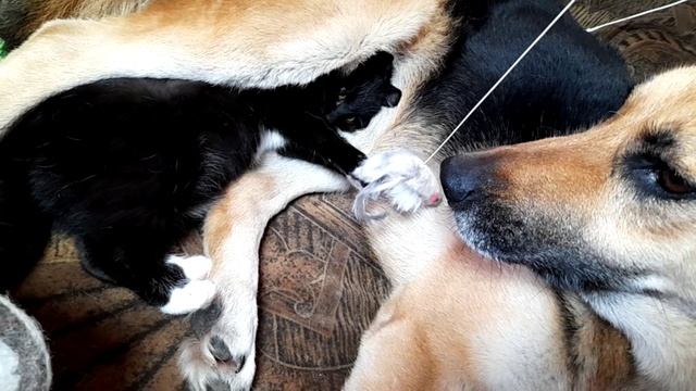 Дом колесом, Кузя- кошмар и ужас!!! смотреть онлайн