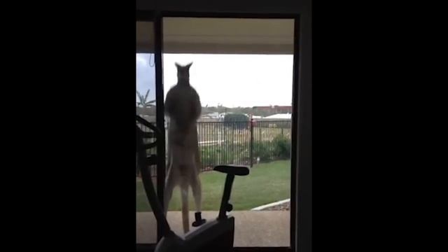 50 OUTRAGEOUS Wild Animal Moments From AUSTRALIA! смотреть онлайн