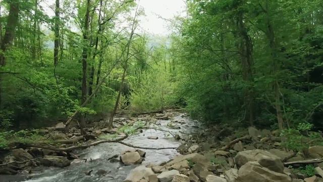 Bird Songs - 2023 #21 🎋 24/7 Birds Singing in the Forest - Nature Relaxation Video in 4K Ultra HD смотреть онлайн