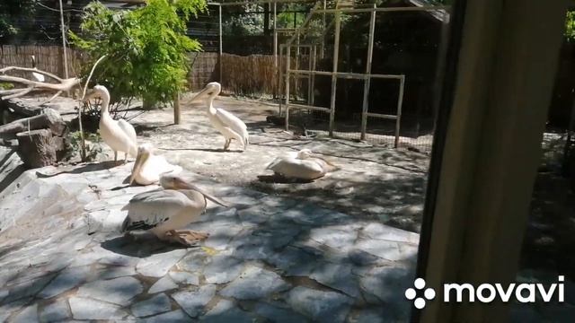 ?ЗООПАРК+АКВАРИУМ В ВЕНГРИИ - НЬИРЕДЬХАЗА. Самый большой в Европе 30 гектар территории. смотреть онлайн