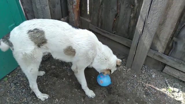 Поднимите себе настроение!Алабай пытается выловить... смотреть онлайн