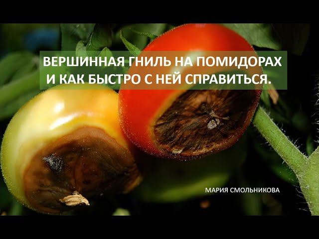 Вершинная гниль на помидорах и как быстро с ней справиться. смотреть онлайн