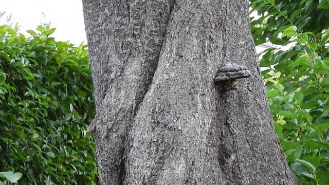 ツリガネタケ(学名；Fomes Fomentarius　サルノコシカケ科ツリガネタケ属)