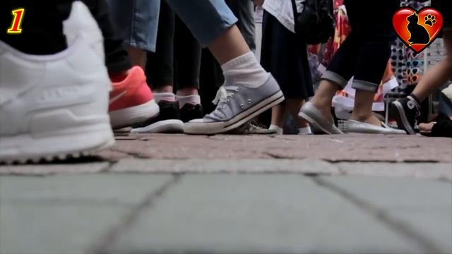 Полезно ли гладить кошку? 8 причин погладить кошку!!! смотреть онлайн