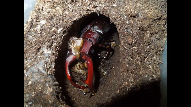 Жук-олень. Самый большой жук, после реликтового дровосека. смотреть онлайн