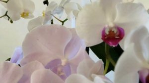 Приглашаю на свой канал @Галина Рязанова Любимые орхидеи и лес