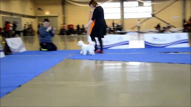 Cacib celje 2016 1 Tippy смотреть онлайн