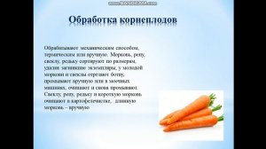 Первичная обработка овощей