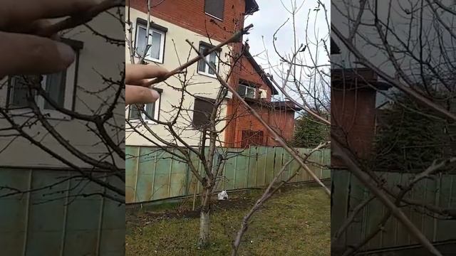 Черешня и пальметта 34 смотреть онлайн