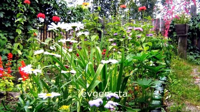 ПОЧЕМУ мы ЛЮБИМ цветы АСТРЫ смотреть онлайн