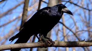 Грач интересные факты