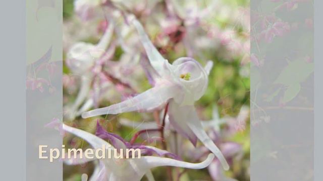Shade Loving Perennials