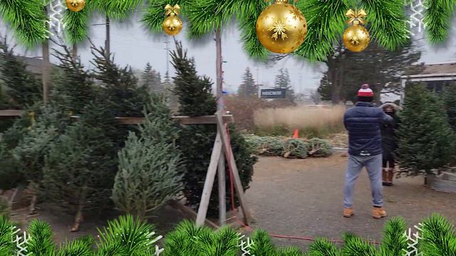 Елочный базар. Канада. Christmas tree market. 4K video. смотреть онлайн