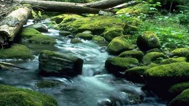 Прогулка по лесу смотреть онлайн