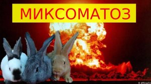 МИФЫ о лечении МИКСОМАТОЗА рассказываемые дилетантами. Вылеченные кролики мина замедленного действия