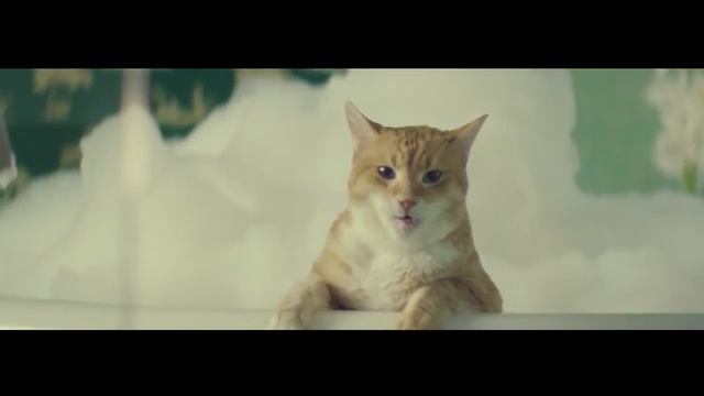 Кот читает стихи Бродского! смотреть онлайн
