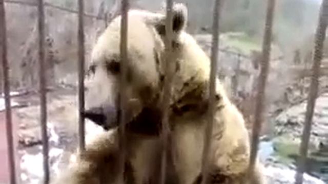 Стеснительный медведь Потрясающе Удивительно Самое Классное видео супер шикарно MusVid net смотреть онлайн