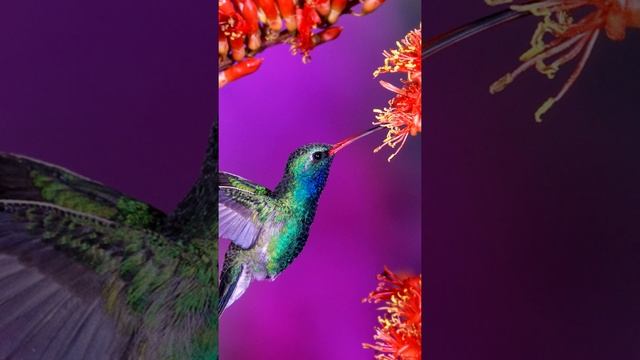 Размер сердца колибри #shorts смотреть онлайн