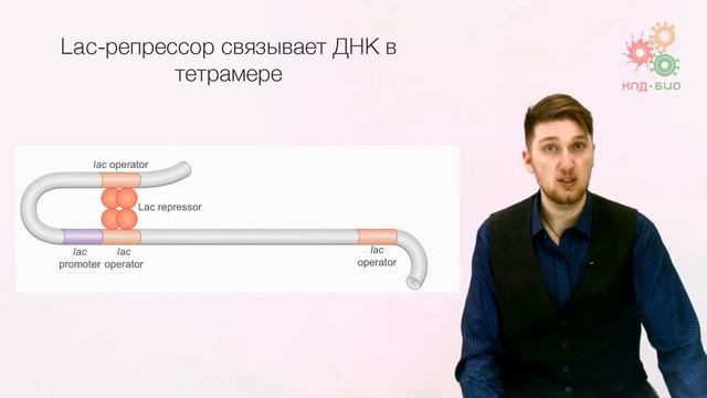 Регуляция работы генов. Регуляция транскрипции у прокариот. Часть 1 (без музыки) смотреть онлайн
