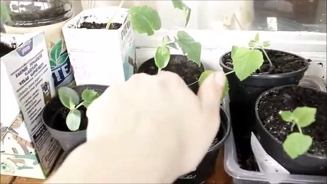 Рассада. Огород на балконе. Как анютины глазки стали мальвой смотреть онлайн