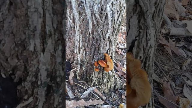 Flammulina velutipes "Wild Enoki" смотреть онлайн