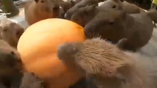 Капибара (Capybara). Интересный факт: капибара это вид свинок. смотреть онлайн