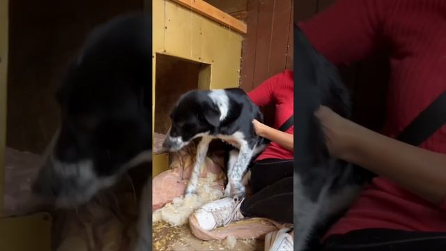 Крошка Мишель мечтает оказаться дома на диване ?️ #shortvideo #youtube #youtubeshorts #собака смотреть онлайн